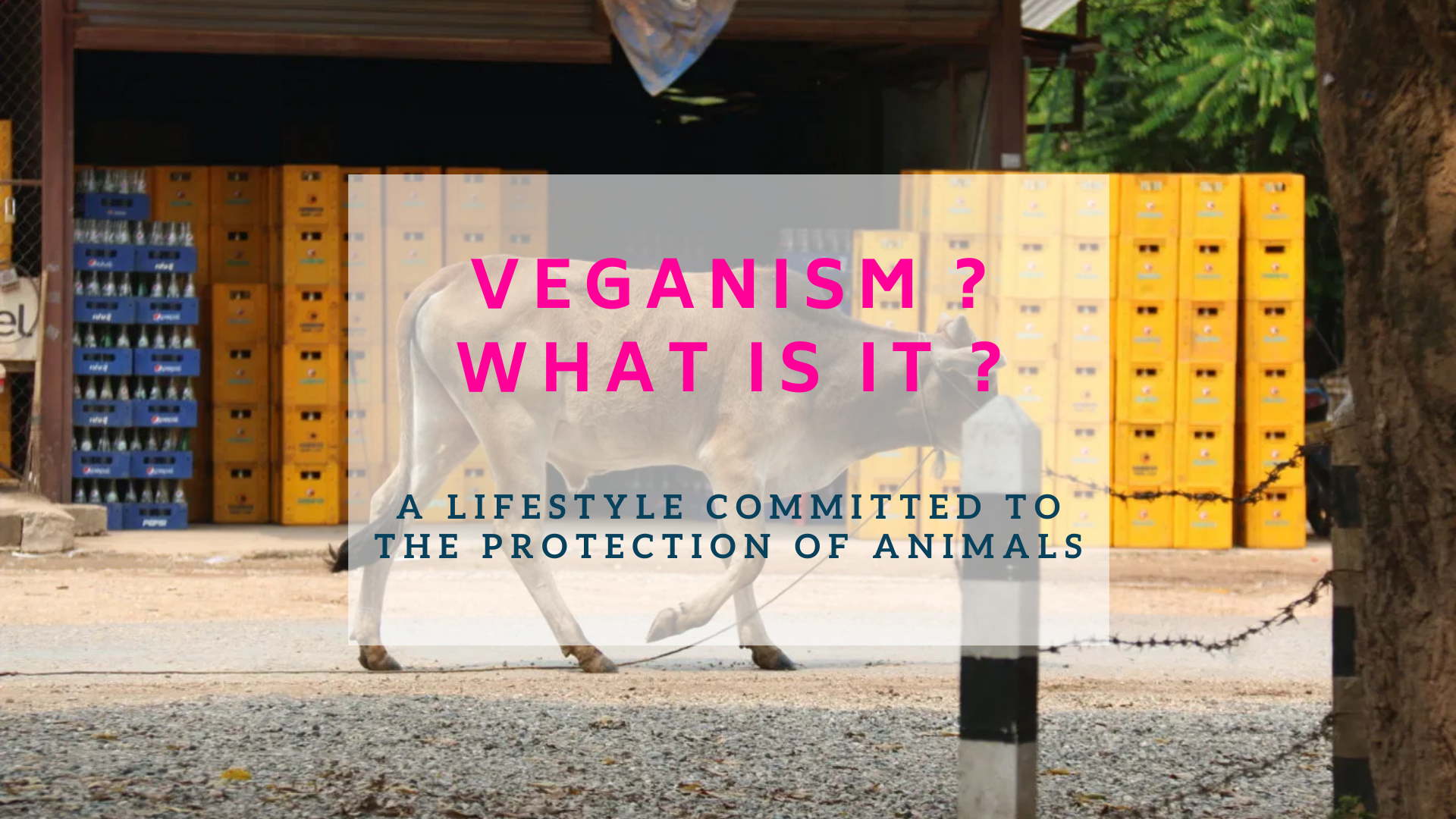 what is veganism - a lifestyle committed to the protection of animals